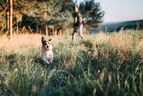Krankheitserreger und Vektoren - ein gefährliches Duo