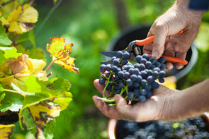 Wein-Erntemengen 2023 unterhalb der Prognosen