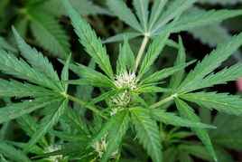 Legalisierung von Cannabis: Eltern besorgt um ihre Kinder